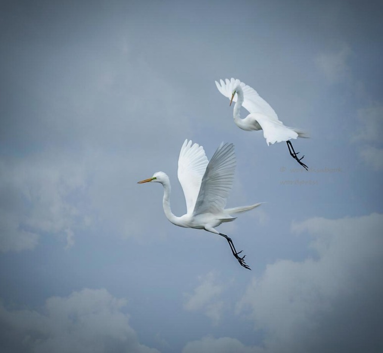 OW5A1759-two flying egrets 3-13