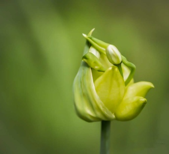 flower bud--Daisy--spring